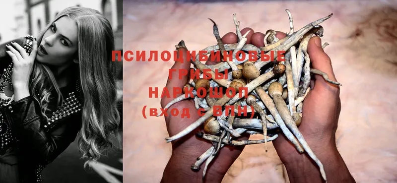 Галлюциногенные грибы Psilocybe Мегион